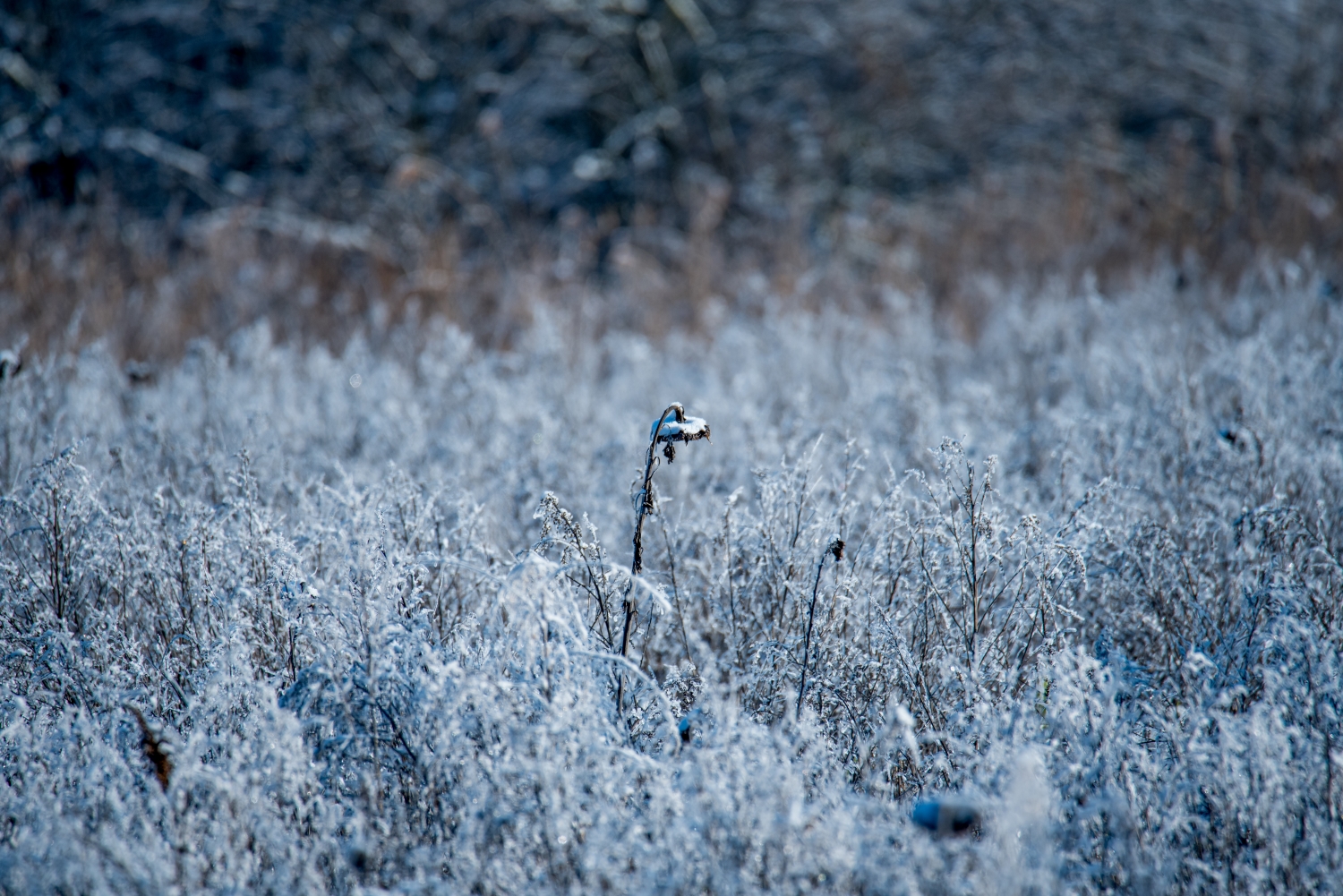 Teiche Januar 2021 Kathrin Bode