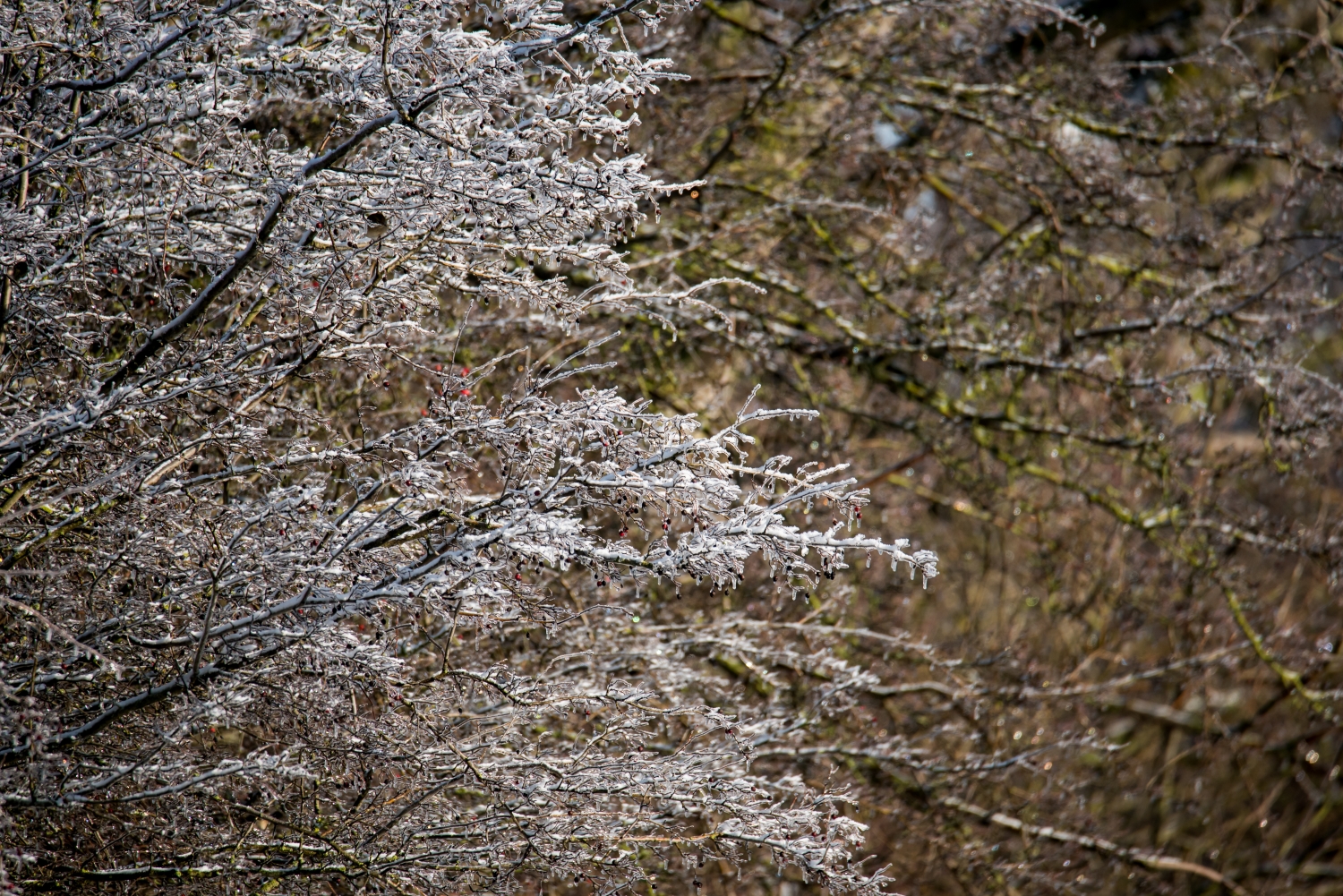Teiche Januar 2021 Kathrin Bode